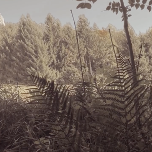 Matteo Carvone: TROPICI